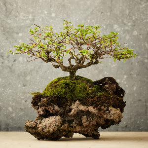 Cover of The Little Book of Bonsai featuring bonsai tree images and bright typography