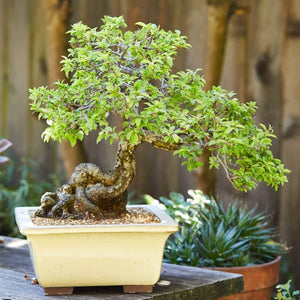 Cover of The Little Book of Bonsai by Jonas Dupuich featuring bonsai tree images and gardening tools